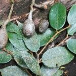 Parinari excelsa Folha