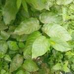 Nauclea latifolia Folio