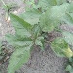 Amaranthus blitum 葉