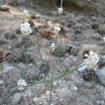 Eriogonum nudum Habitat