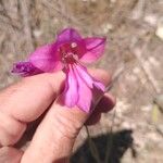 Gladiolus illyricus Blüte