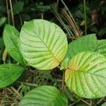 Mussaenda erythrophylla Folha