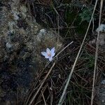 Crocus cambessedesii Квітка