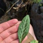Lysimachia minoricensis Hoja