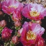 Opuntia fragilis