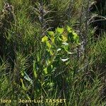 Euphorbia isatidifolia Habitus