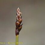 Carex rupestris Fruit