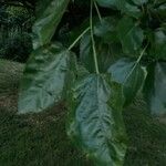 Croton sylvaticus Leaf