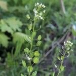 Thlaspi arvense Habit