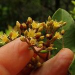 Cloezia floribunda Λουλούδι