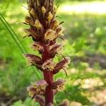 Orobanche amethystea Virág