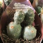 Tephrocactus articulatus Leht