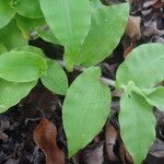 Commelina benghalensisLeht