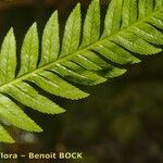Pteris incompleta Likasa