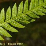 Pteris incompleta Leaf