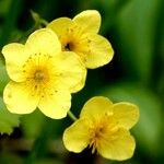 Waldsteinia ternata Çiçek