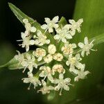 Apium nodiflorum Λουλούδι