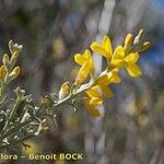 Genista microphylla Sonstige