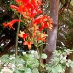 Tecomaria capensis Blüte