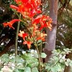 Tecoma capensis 花