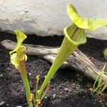 Sarracenia flava Likasa