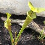 Sarracenia flava Folha