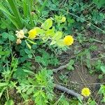 Trifolium aureumFlower