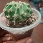 Echinopsis eyriesii Кветка