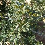 Boscia albitrunca Yaprak