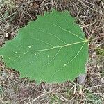 Populus grandidentata List