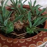Euphorbia nivulia Hoja