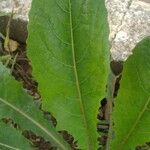 Lactuca virosa Leaf