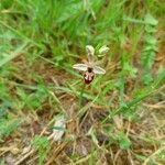 Ophrys arachnitiformis Yeri