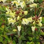 Pedicularis lapponica 葉
