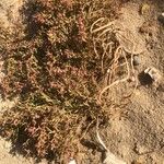 Salicornia europaea 葉