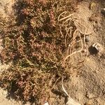 Salicornia europaea Leaf