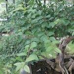 Sageretia thea Hoja