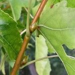 Liquidambar styraciflua অন্যান্য