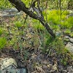 Capnoides sempervirens Habit