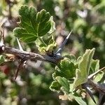 Ribes uva-crispa Leht