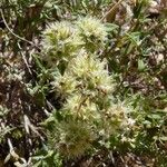 Thymus munbyanus Hábito
