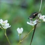 Micranthes californica Flor