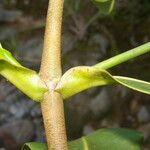 Clusia stenophylla Bark