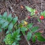 Rubus fraxinifolius Hoja