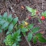 Rubus fraxinifolius Leaf