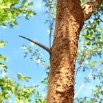Searsia gueinzii Bark
