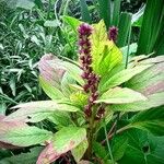 Amaranthus caudatus Sonstige
