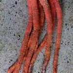 Cecropia schreberiana Fruto