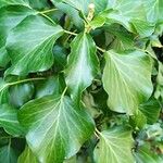 Hedera colchicaFoglia