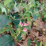 Weigela japonica Floro